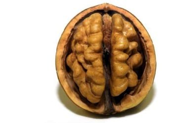 Beyin Nasıl Öğrenir? – Beyin Nasıl Çalışır?