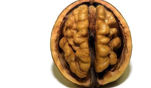 Beyin Nasıl Öğrenir? – Beyin Nasıl Çalışır?